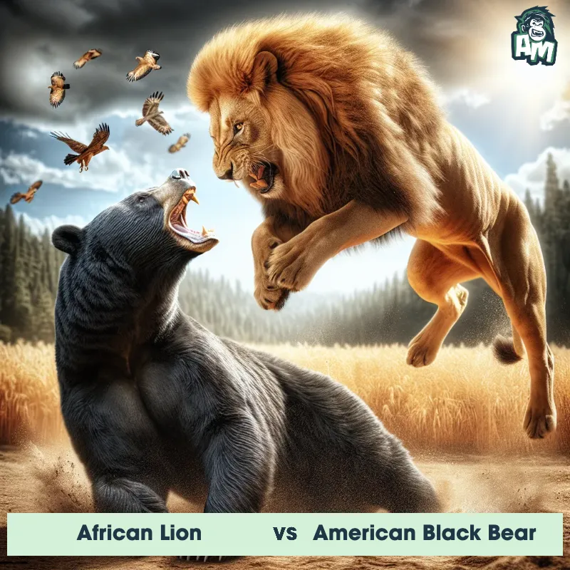 African Lion vs American Black Bear, Fight, African Lion On The Offense - Animal Matchup