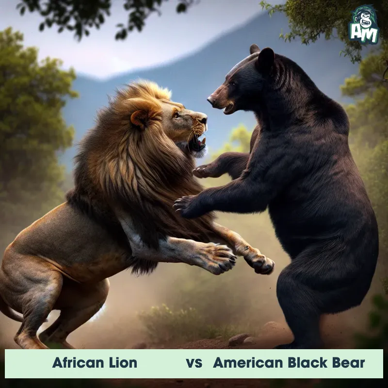 African Lion vs American Black Bear, Fight, American Black Bear On The Offense - Animal Matchup