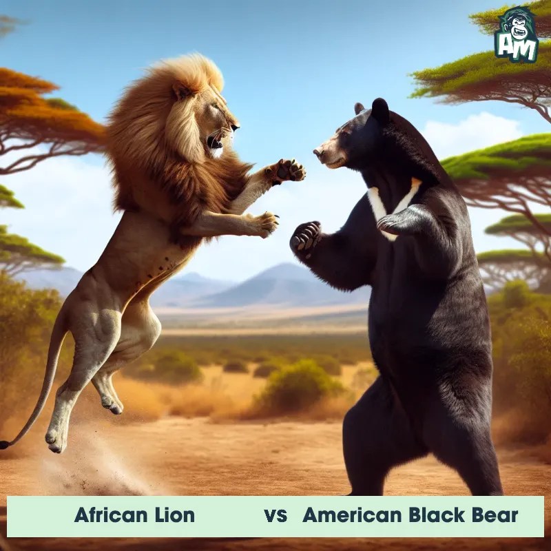 African Lion vs American Black Bear, Karate, African Lion On The Offense - Animal Matchup