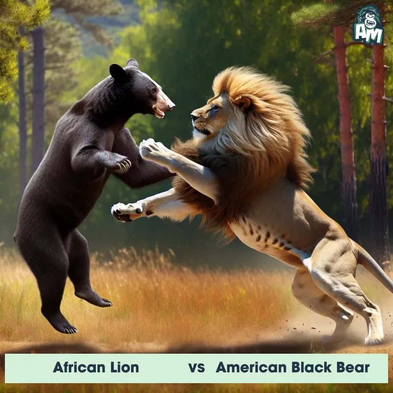 African Lion vs American Black Bear, Karate, American Black Bear On The Offense - Animal Matchup