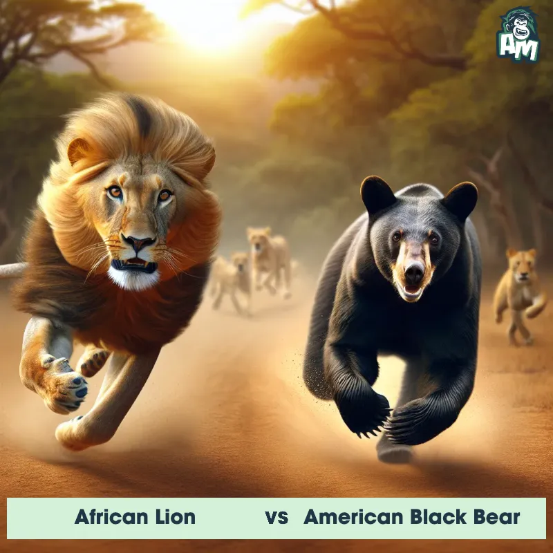 African Lion vs American Black Bear, Race, African Lion On The Offense - Animal Matchup