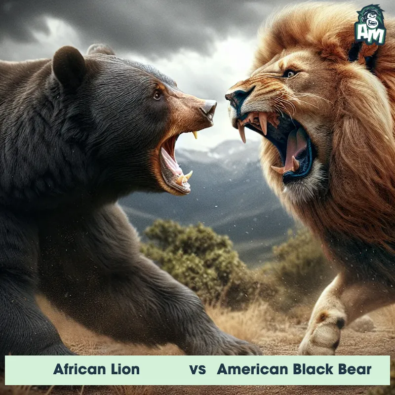 African Lion vs American Black Bear, Screaming, American Black Bear On The Offense - Animal Matchup