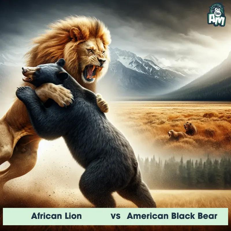 African Lion vs American Black Bear, Wrestling, African Lion On The Offense - Animal Matchup