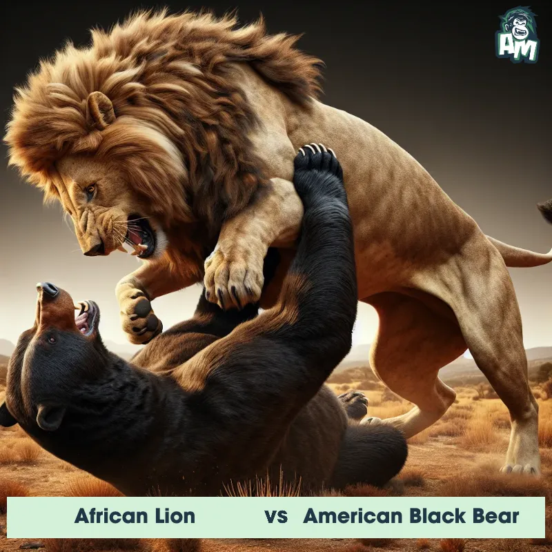African Lion vs American Black Bear, Wrestling, American Black Bear On The Offense - Animal Matchup