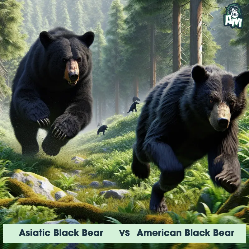 Asiatic Black Bear vs American Black Bear, Chase, American Black Bear On The Offense - Animal Matchup