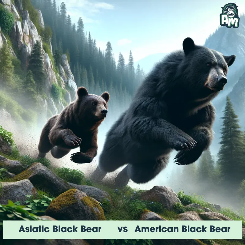 Asiatic Black Bear vs American Black Bear, Race, Asiatic Black Bear On The Offense - Animal Matchup