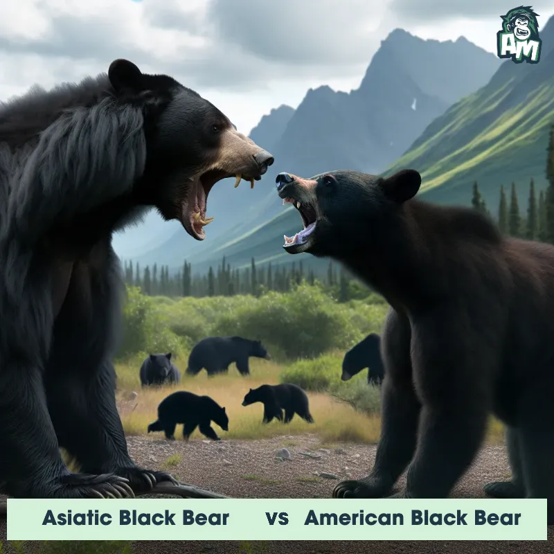 Asiatic Black Bear vs American Black Bear, Screaming, Asiatic Black Bear On The Offense - Animal Matchup