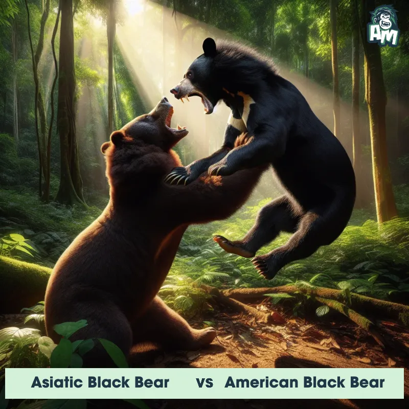 Asiatic Black Bear vs American Black Bear, Wrestling, American Black Bear On The Offense - Animal Matchup