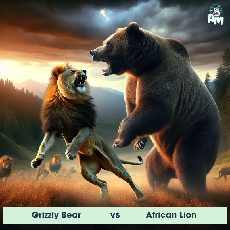 Grizzly Bear vs African Lion, Battle, African Lion On The Offense - Animal Matchup