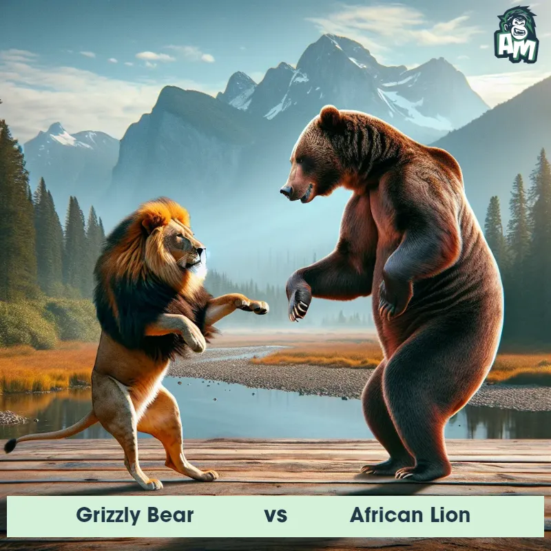 Grizzly Bear vs African Lion, Dance-off, African Lion On The Offense - Animal Matchup