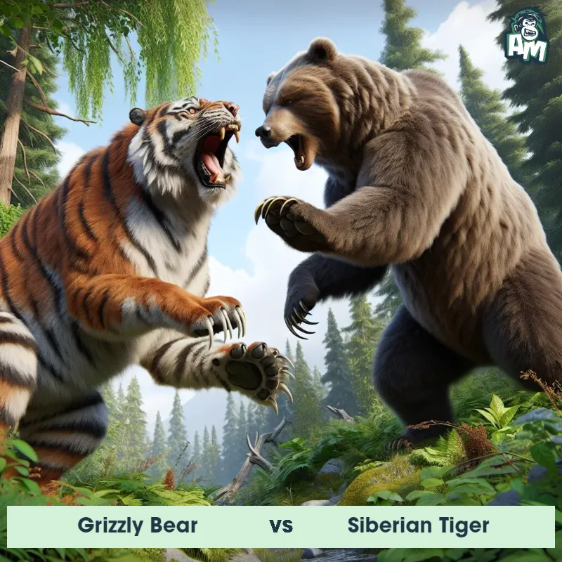 Grizzly Bear vs Siberian Tiger, Fight, Siberian Tiger On The Offense - Animal Matchup