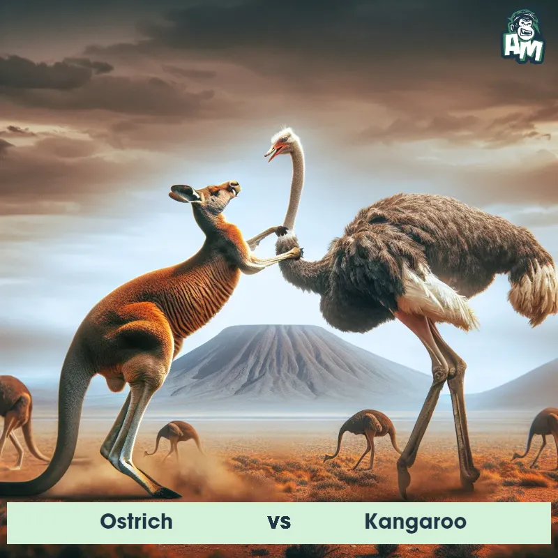 Ostrich vs Kangaroo, Fight, Kangaroo On The Offense - Animal Matchup
