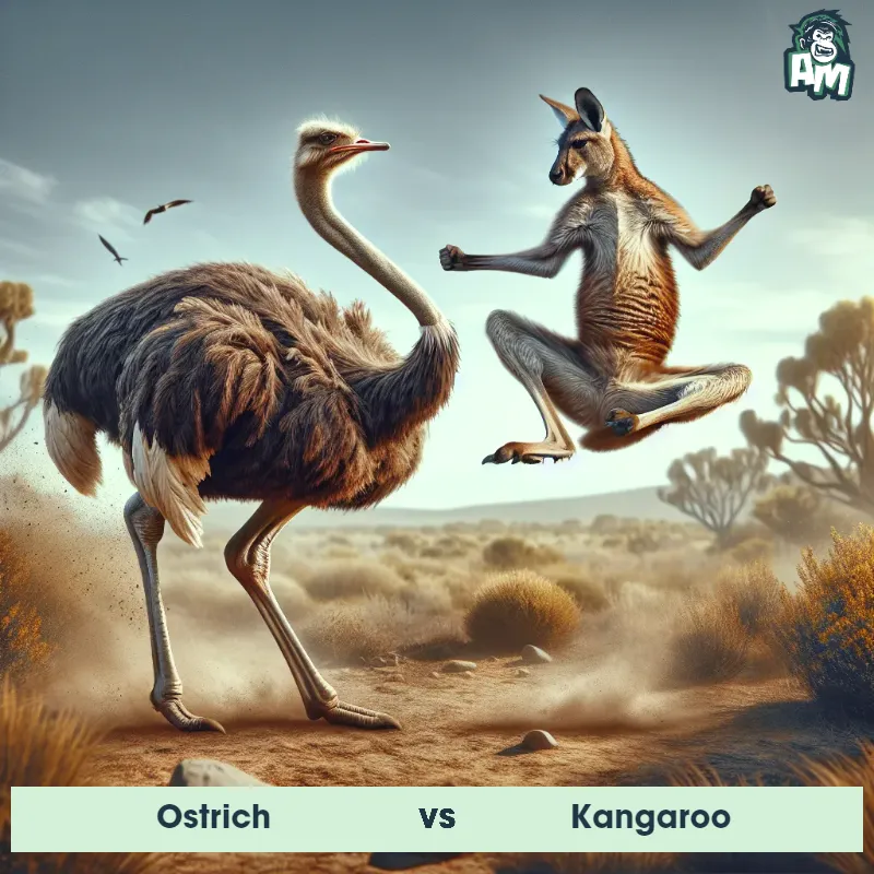 Ostrich vs Kangaroo, Karate, Kangaroo On The Offense - Animal Matchup