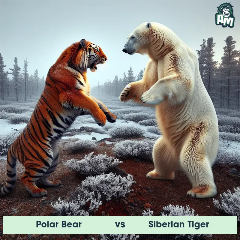 Polar Bear vs Siberian Tiger, Battle, Siberian Tiger On The Offense - Animal Matchup