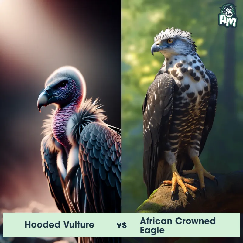 Hooded Vulture vs African Crowned Eagle - Animal Matchup