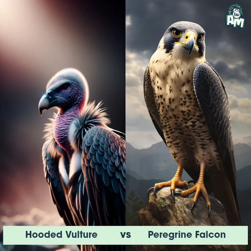 Hooded Vulture vs Peregrine Falcon - Animal Matchup