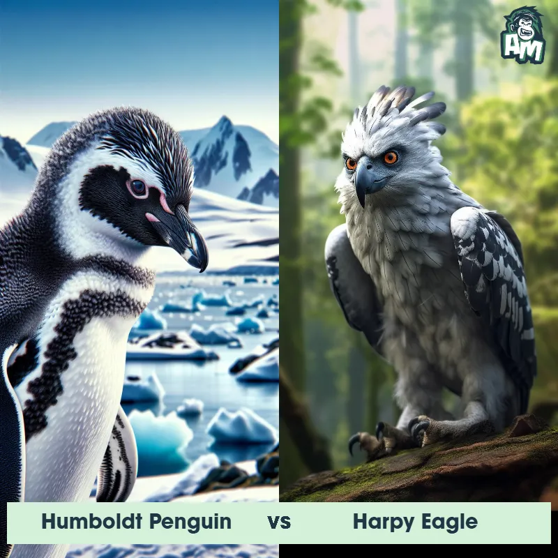 Humboldt Penguin vs Harpy Eagle - Animal Matchup