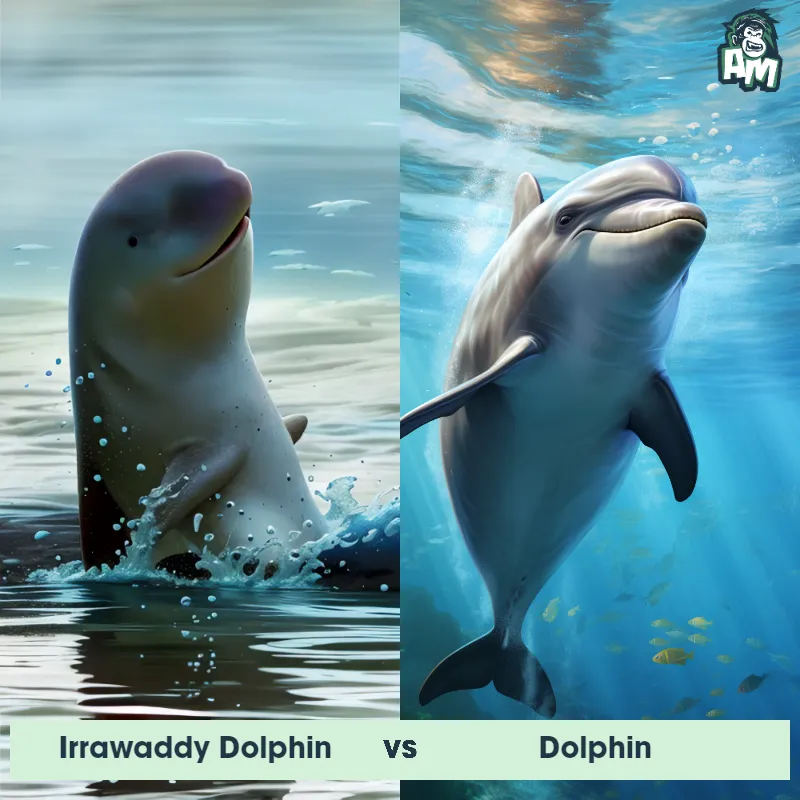 Irrawaddy Dolphin vs Dolphin - Animal Matchup