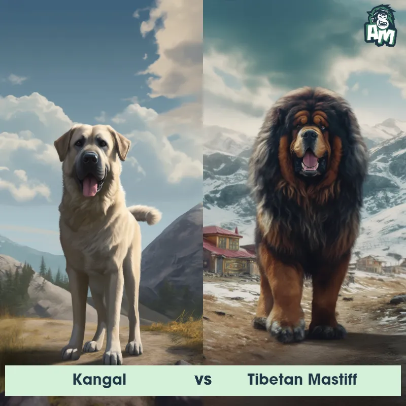 Kangal vs Tibetan Mastiff - Animal Matchup