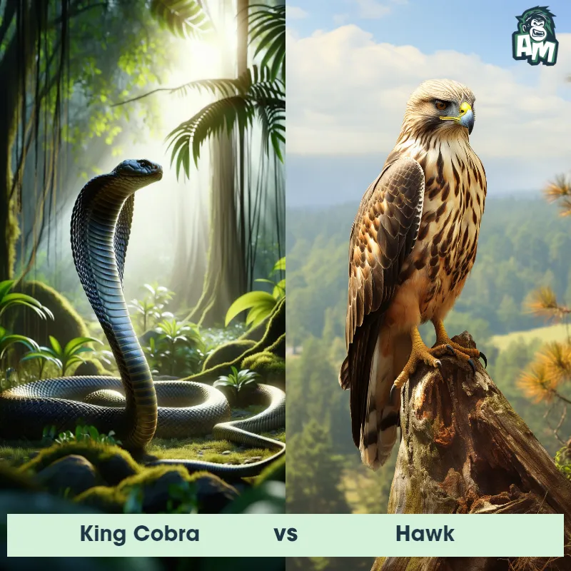 King Cobra vs Hawk - Animal Matchup