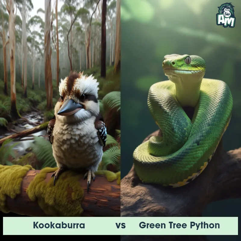 Kookaburra vs Green Tree Python - Animal Matchup