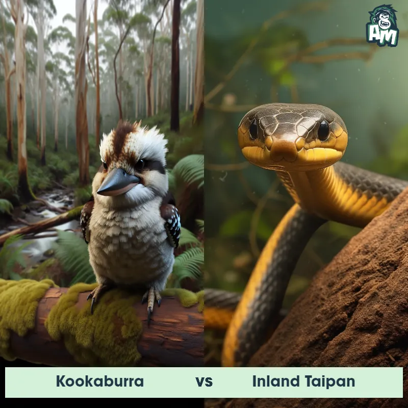 Kookaburra vs Inland Taipan - Animal Matchup