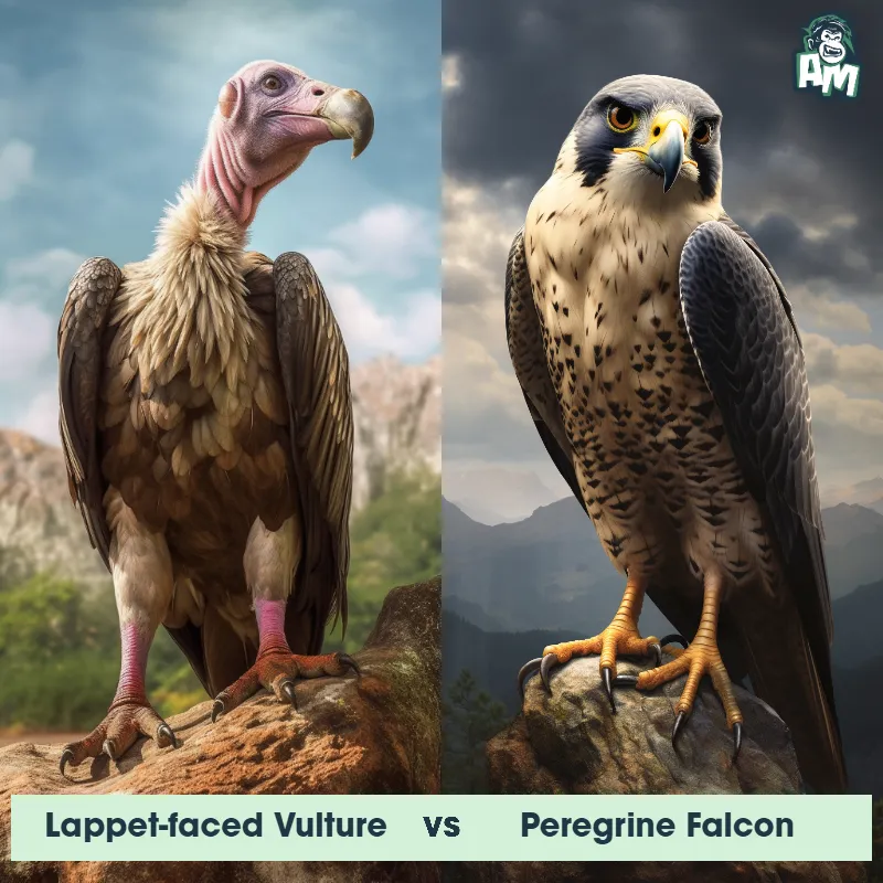 Lappet-faced Vulture vs Peregrine Falcon - Animal Matchup