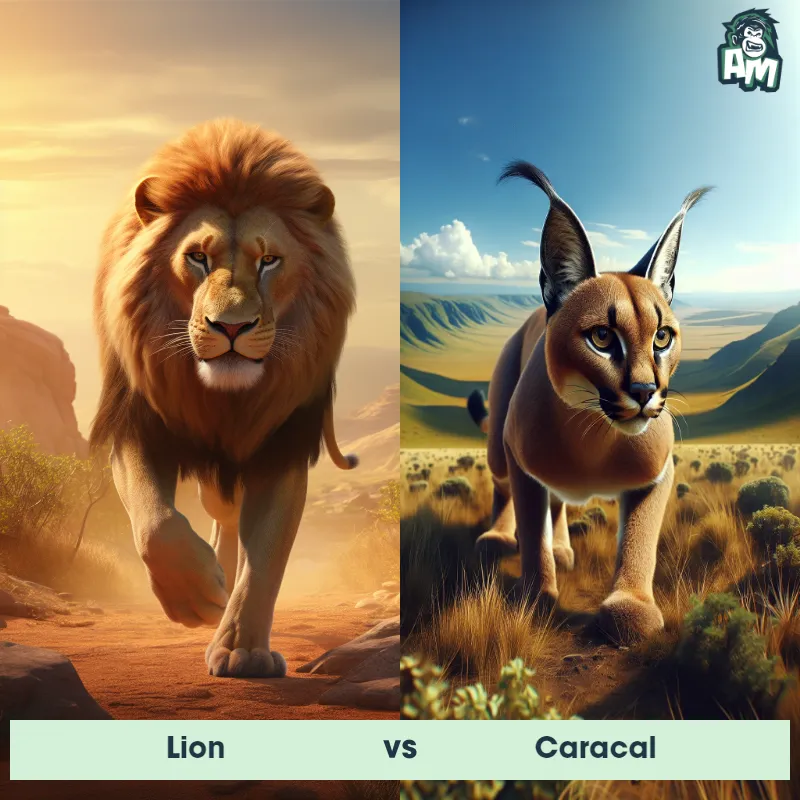Lion vs Caracal - Animal Matchup