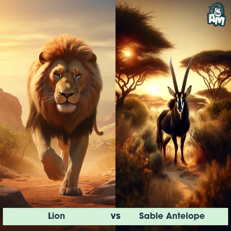 Lion vs Sable Antelope - Animal Matchup