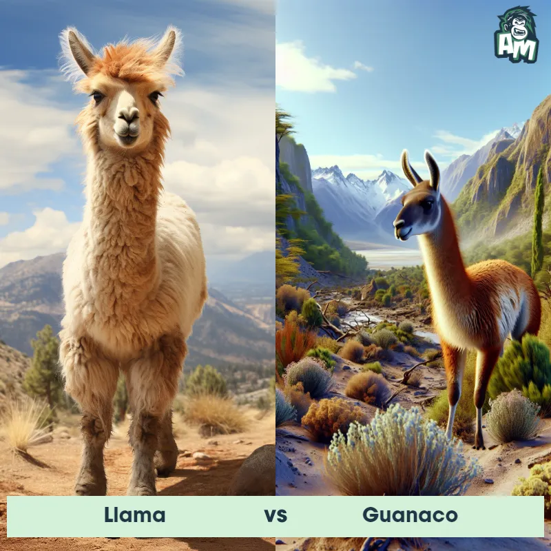 Llama vs Guanaco - Animal Matchup