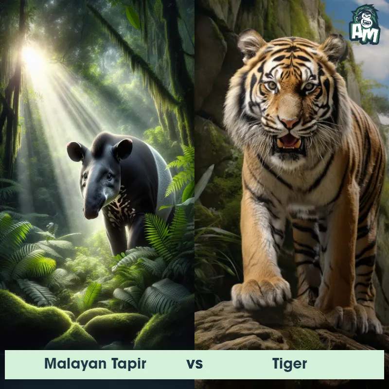 Malayan Tapir vs Tiger - Animal Matchup