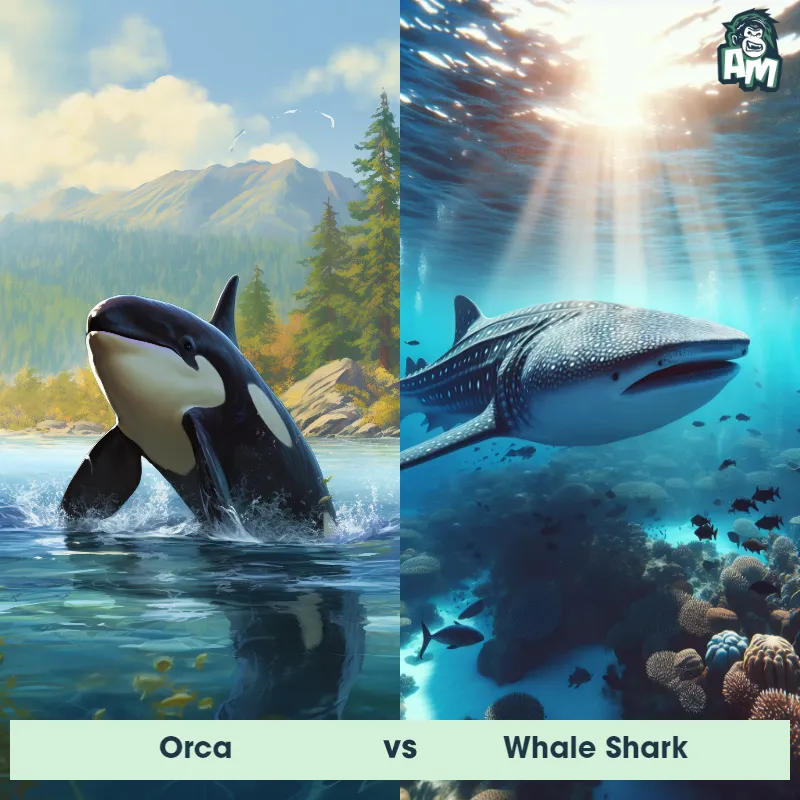Orca vs Whale Shark - Animal Matchup