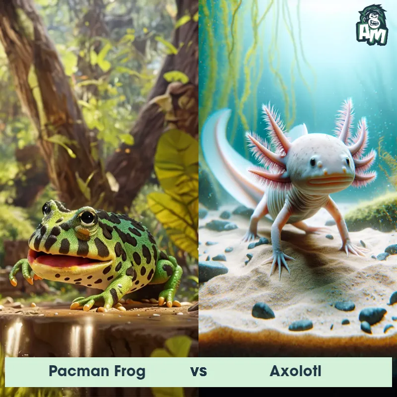 Pacman Frog vs Axolotl - Animal Matchup