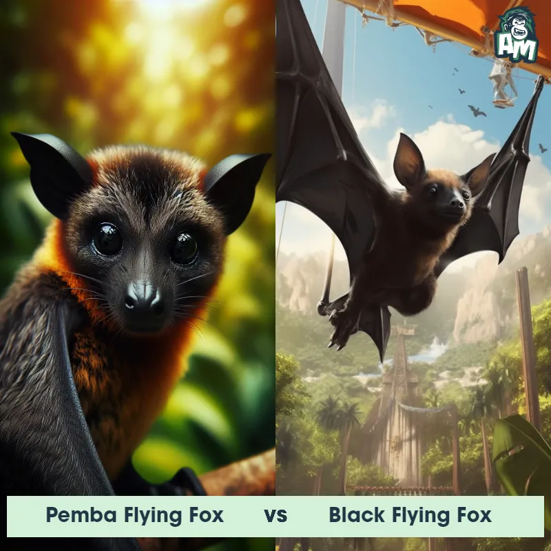 Pemba Flying Fox vs Black Flying Fox - Animal Matchup