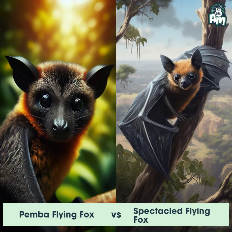 Pemba Flying Fox vs Spectacled Flying Fox - Animal Matchup