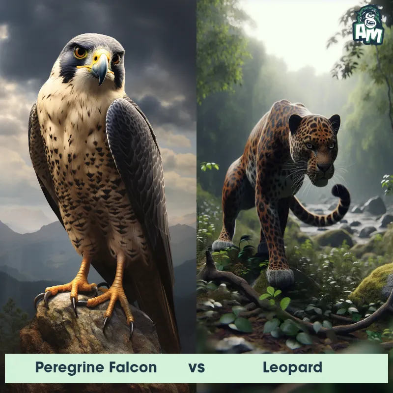 Peregrine Falcon vs Leopard - Animal Matchup