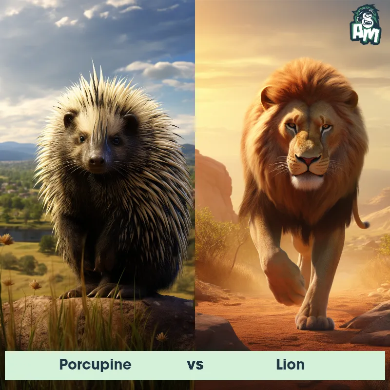 Porcupine vs Lion - Animal Matchup