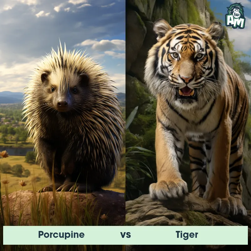 Porcupine vs Tiger - Animal Matchup