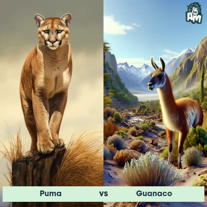 Puma vs Guanaco - Animal Matchup