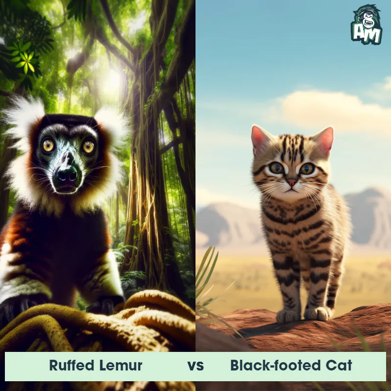 Ruffed Lemur vs Black-footed Cat - Animal Matchup