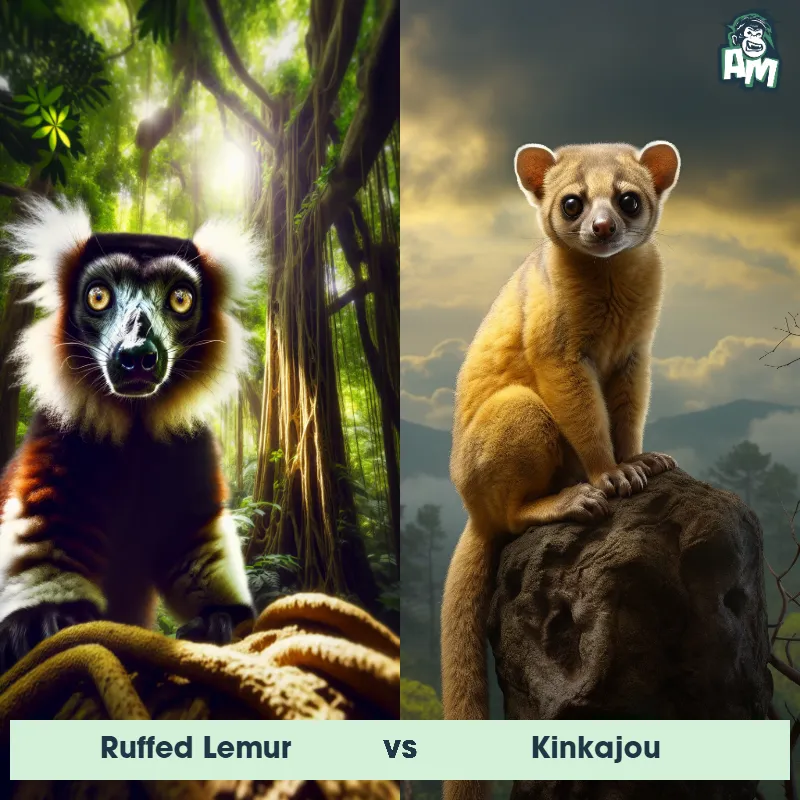 Ruffed Lemur vs Kinkajou - Animal Matchup