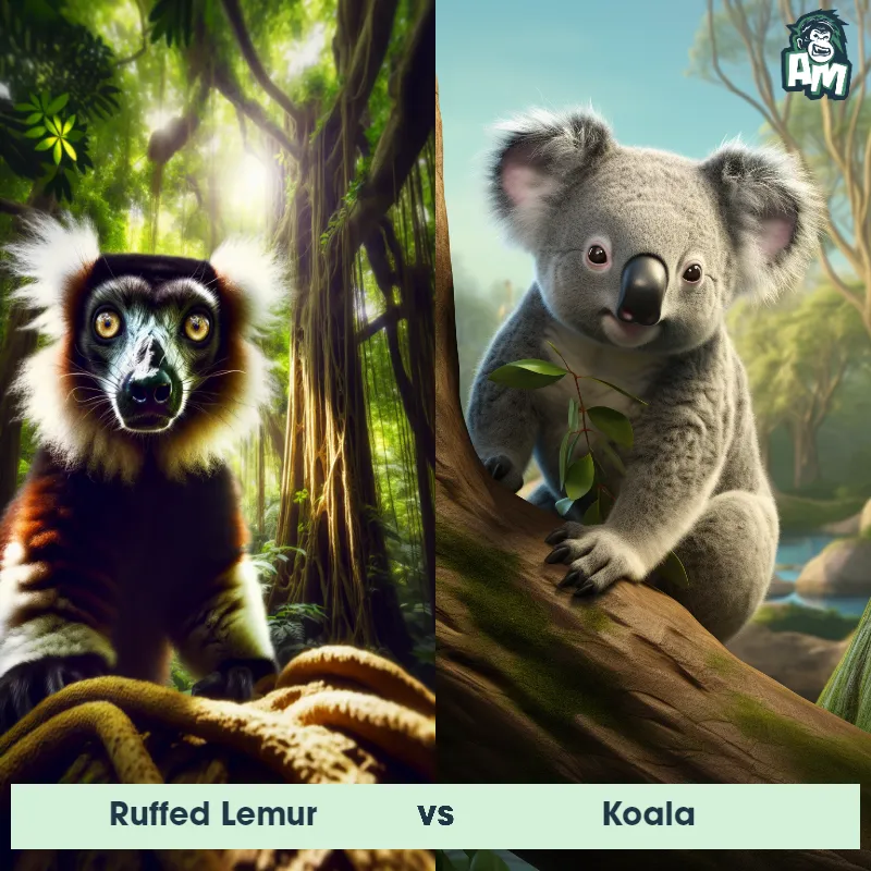 Ruffed Lemur vs Koala - Animal Matchup