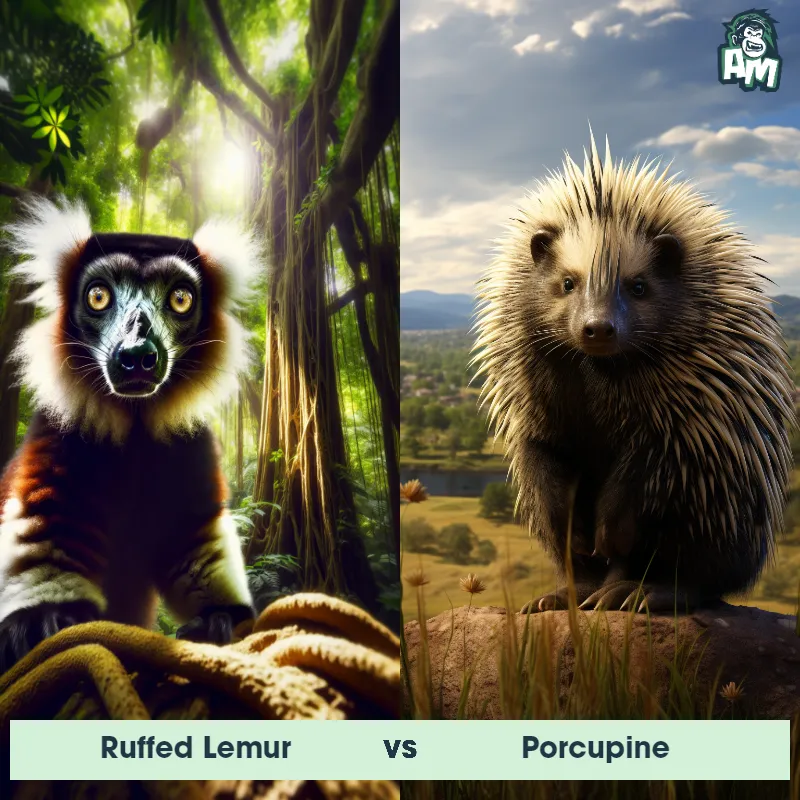 Ruffed Lemur vs Porcupine - Animal Matchup