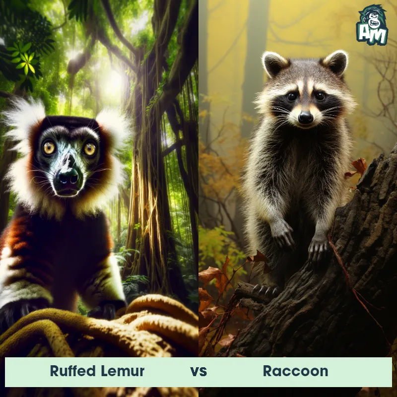 Ruffed Lemur vs Raccoon - Animal Matchup