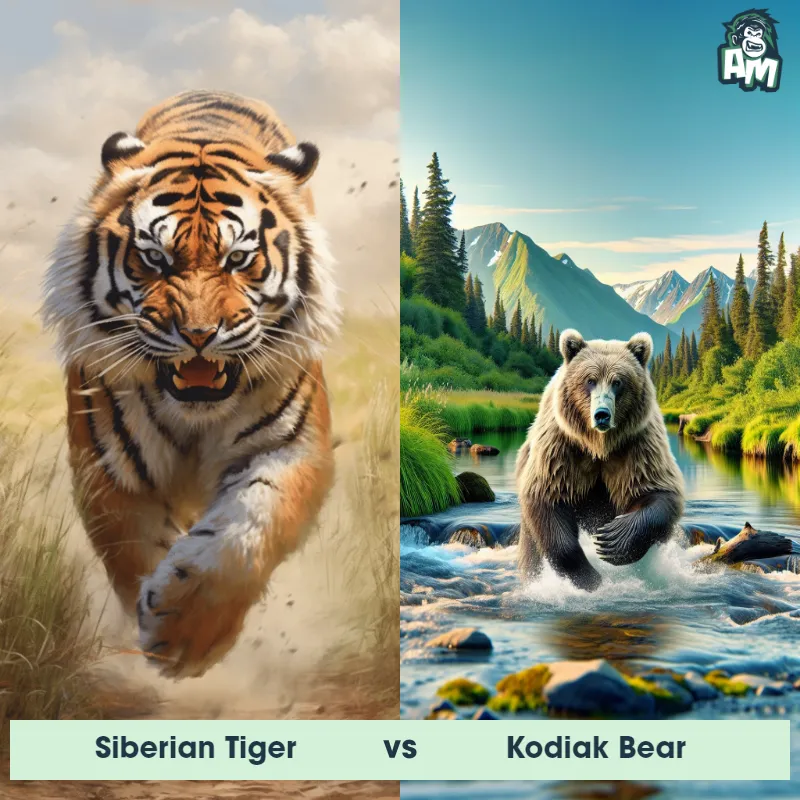 Siberian Tiger vs Kodiak Bear - Animal Matchup
