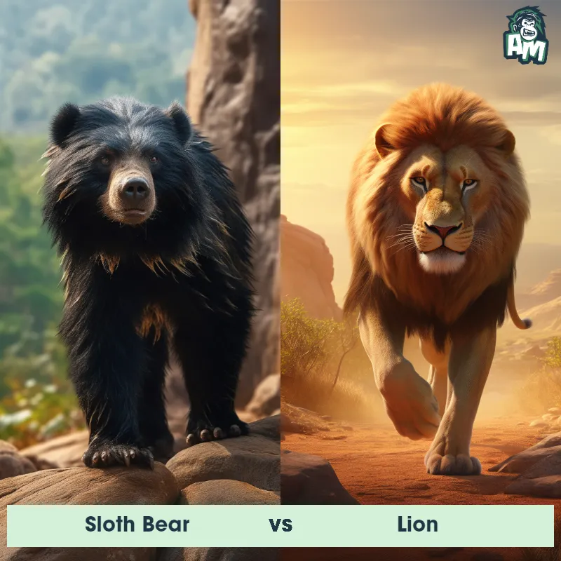 Sloth Bear vs Lion - Animal Matchup