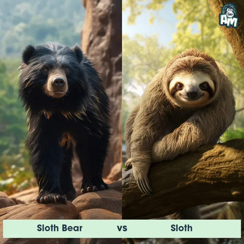 Sloth Bear vs Sloth - Animal Matchup