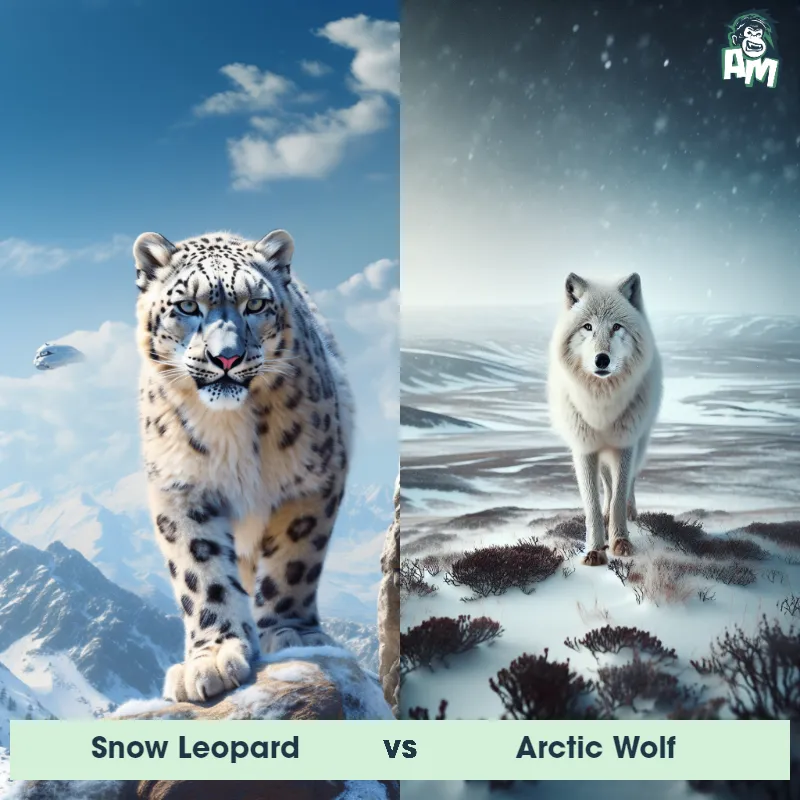 Snow Leopard vs Arctic Wolf - Animal Matchup