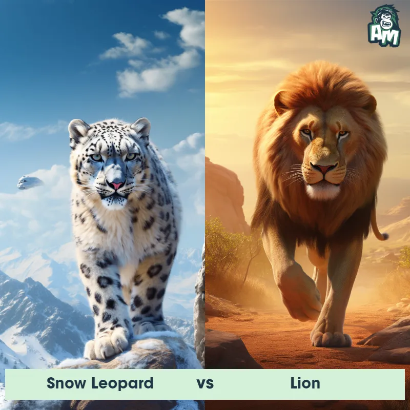 Snow Leopard vs Lion - Animal Matchup