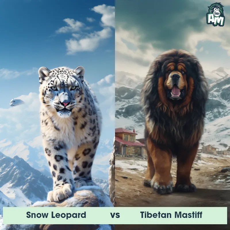 Snow Leopard vs Tibetan Mastiff - Animal Matchup